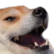 dogekek